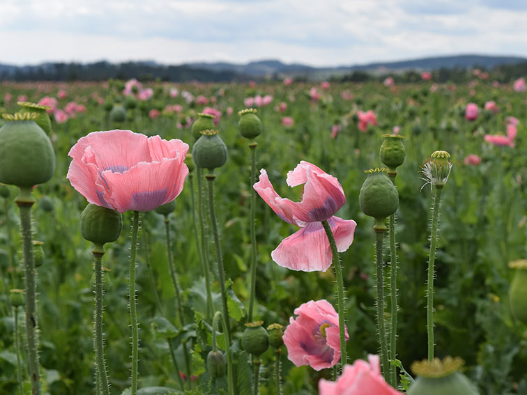 Mohn_kompr